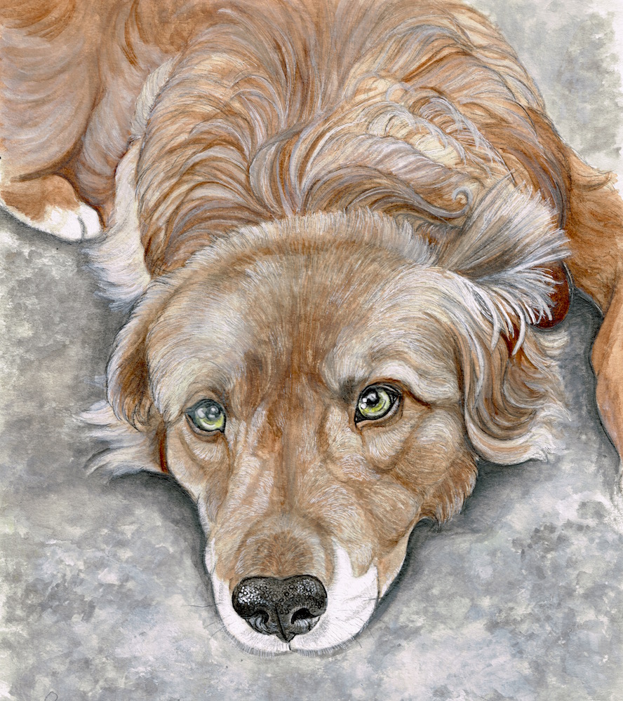 painting of brown shaggy dog 