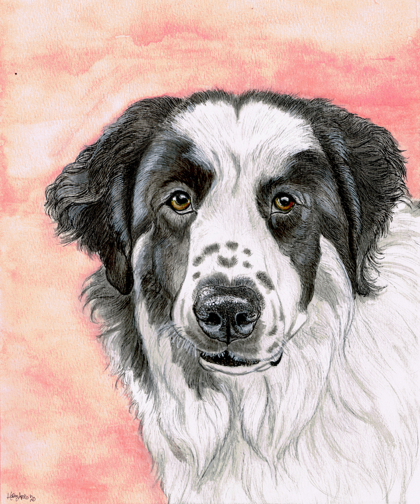 colorful pyrenees drawing