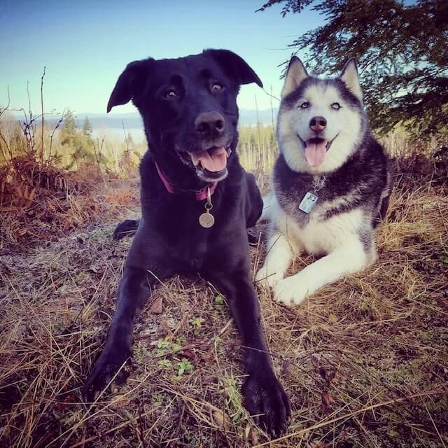 black lab and husky dog sitting in the woods 