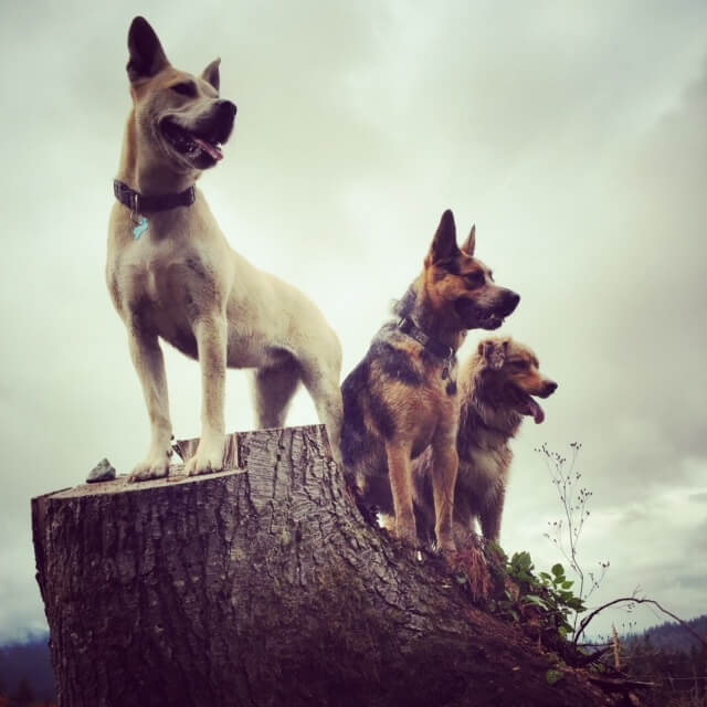 three happy dogs playing outside on a stump in the woods