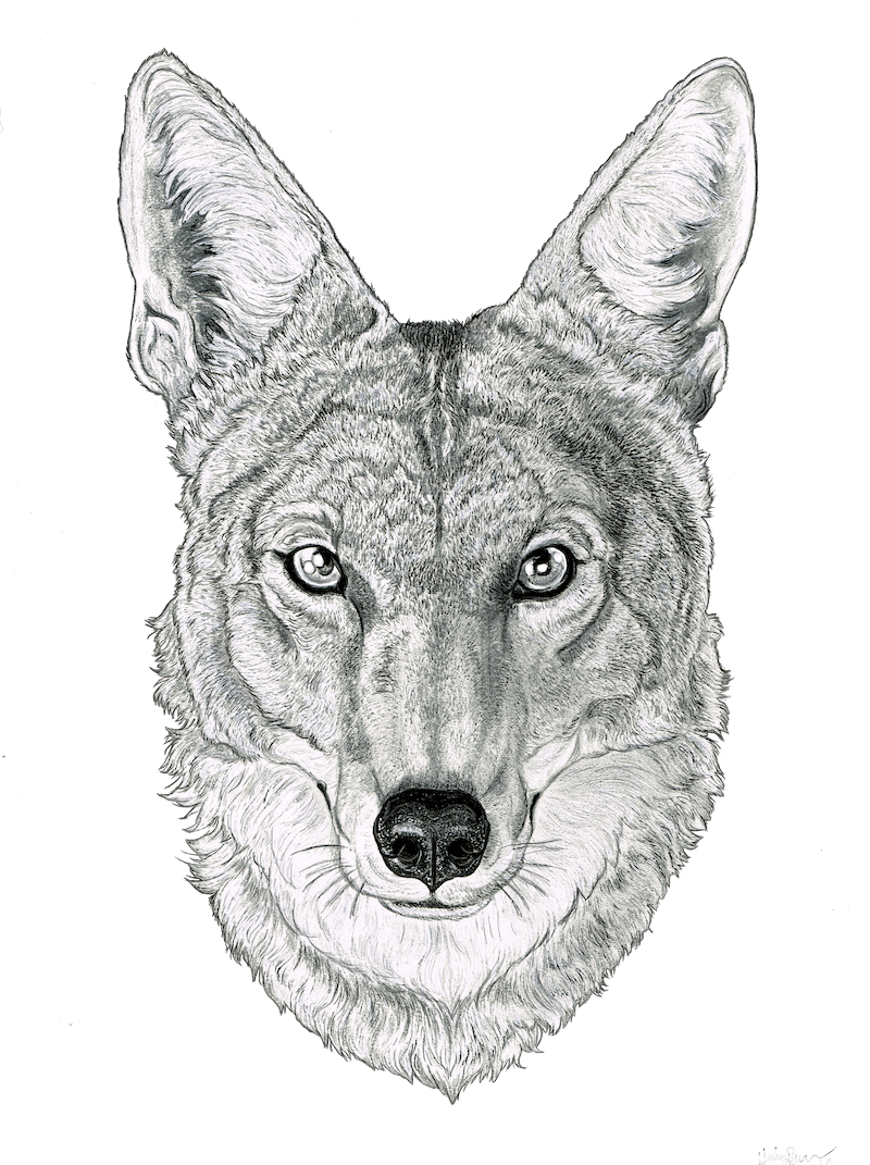 black and white coyote drawing 