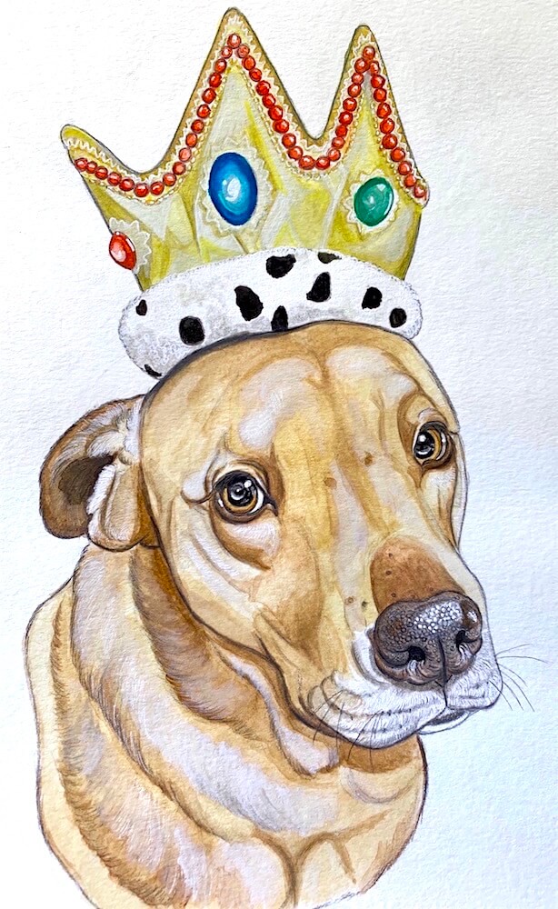 labrador drawing wearing crown