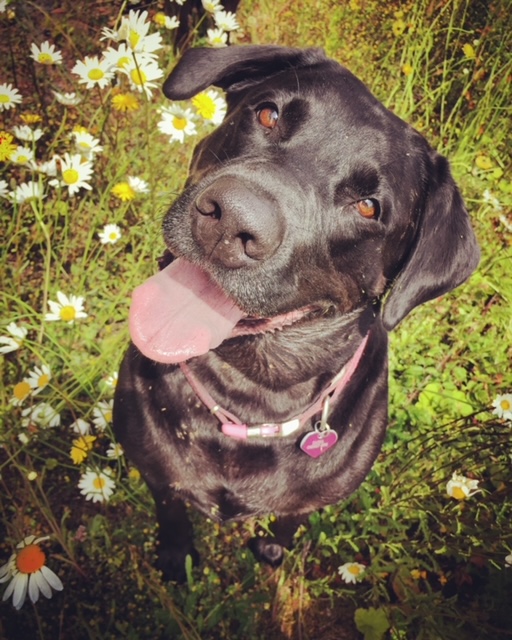 smiling happy black labrador dog surrounded by flowers outside