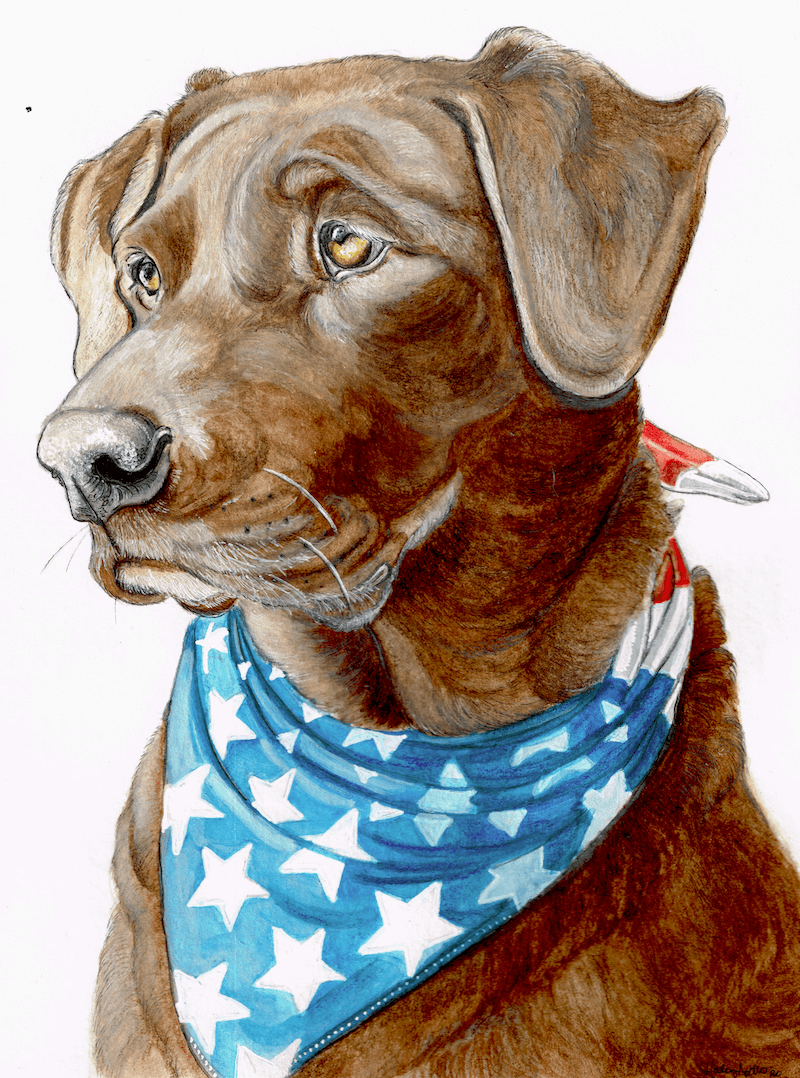 colorful painting of chocolate labrador dog with american flag bandana 
