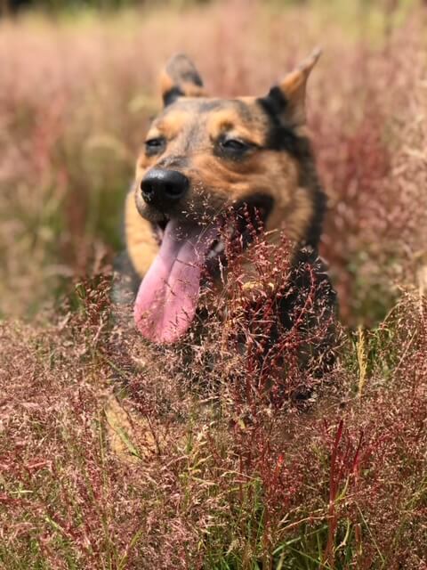 black and tan dog with pointy ears smiling with tongue out in a grassy field