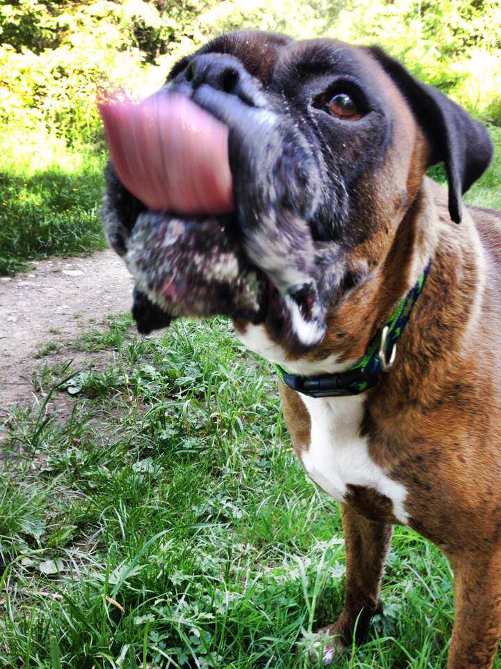 boxer dog with tongue out licking camera