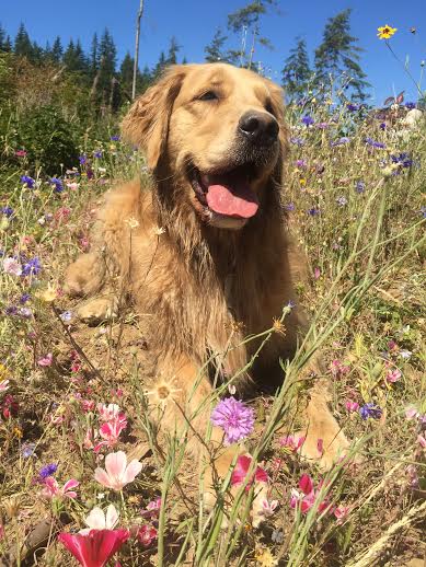 smiling golden retriever in flowers and grass