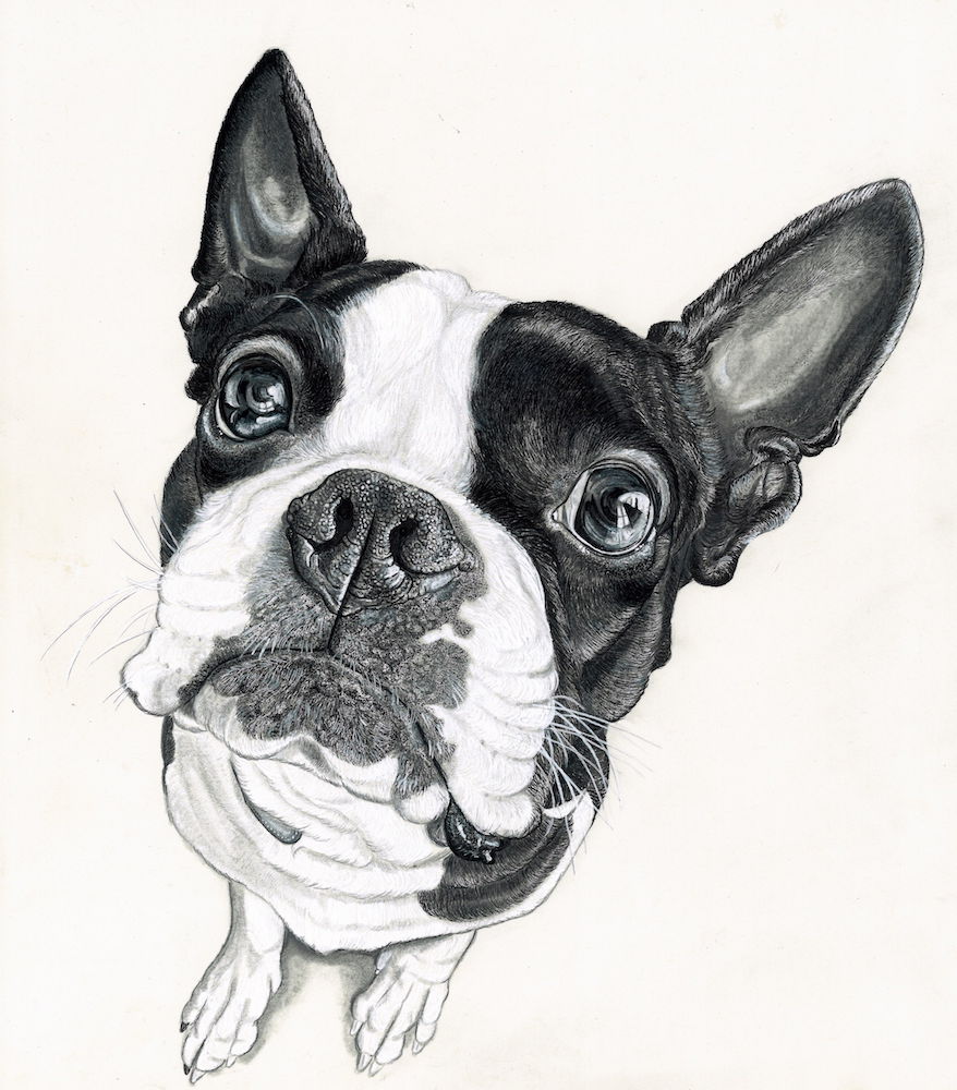 black and white drawing of boston terrier dog 