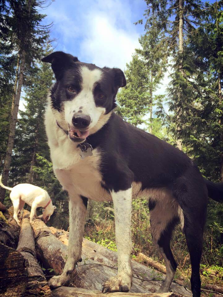 black and white border collie standing on a log outside 