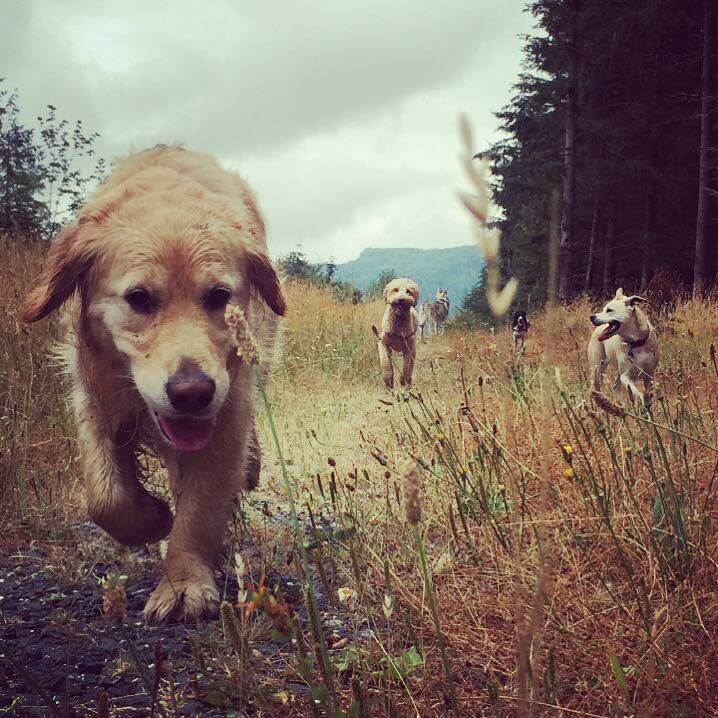 golden retriever, husky, pitbull, and other dogs running through a field