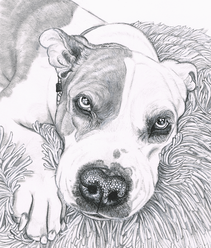 black and white drawing of pit bull dog 