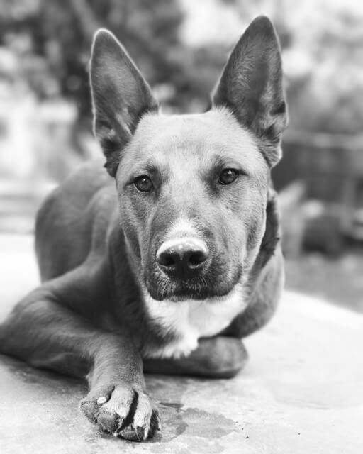 black and white photo of shepherd dog looking at camera