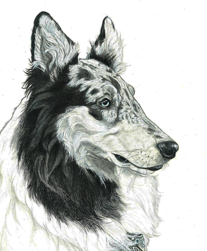 collie drawing 
