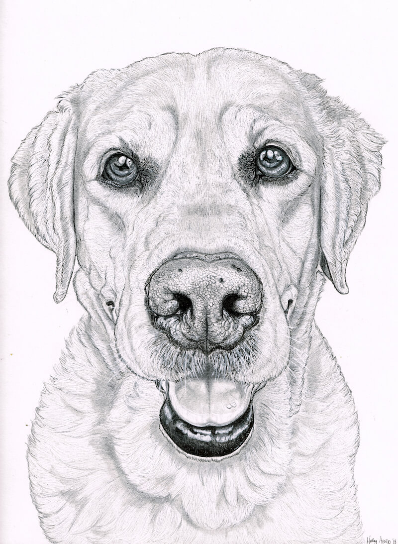 black and white labrador drawing 