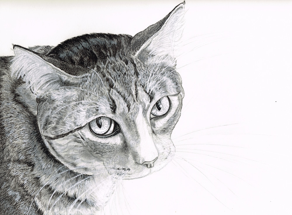 black and white drawing of tabby cat