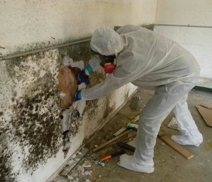 rochester mold removal