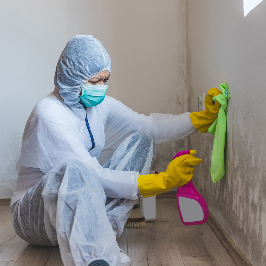 Mold_removal