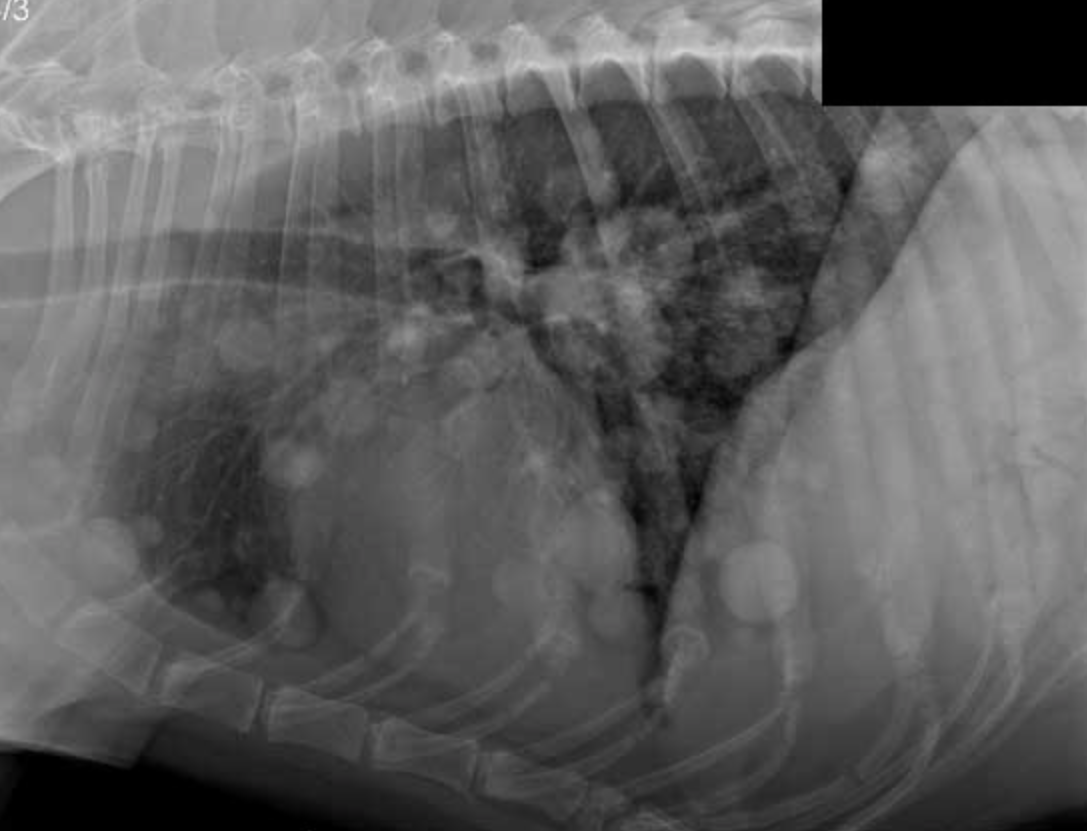 All About Canine Lung Tumors