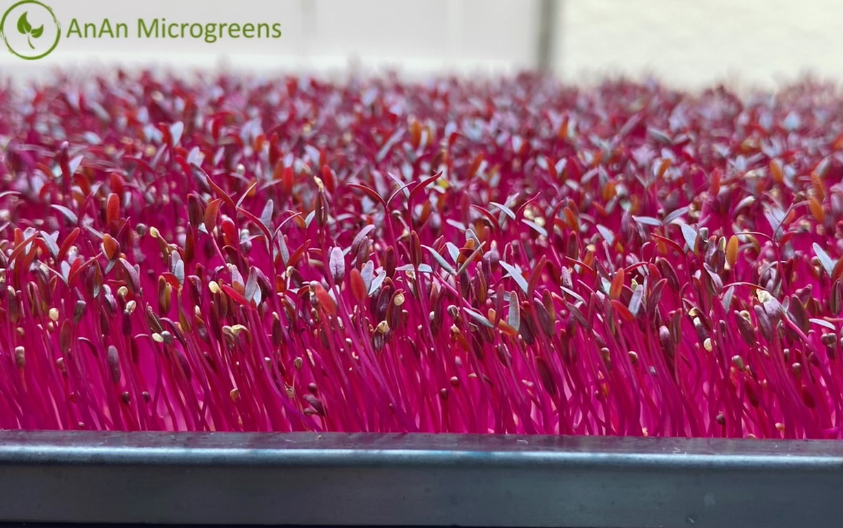 View Microgreens Home Delivery
