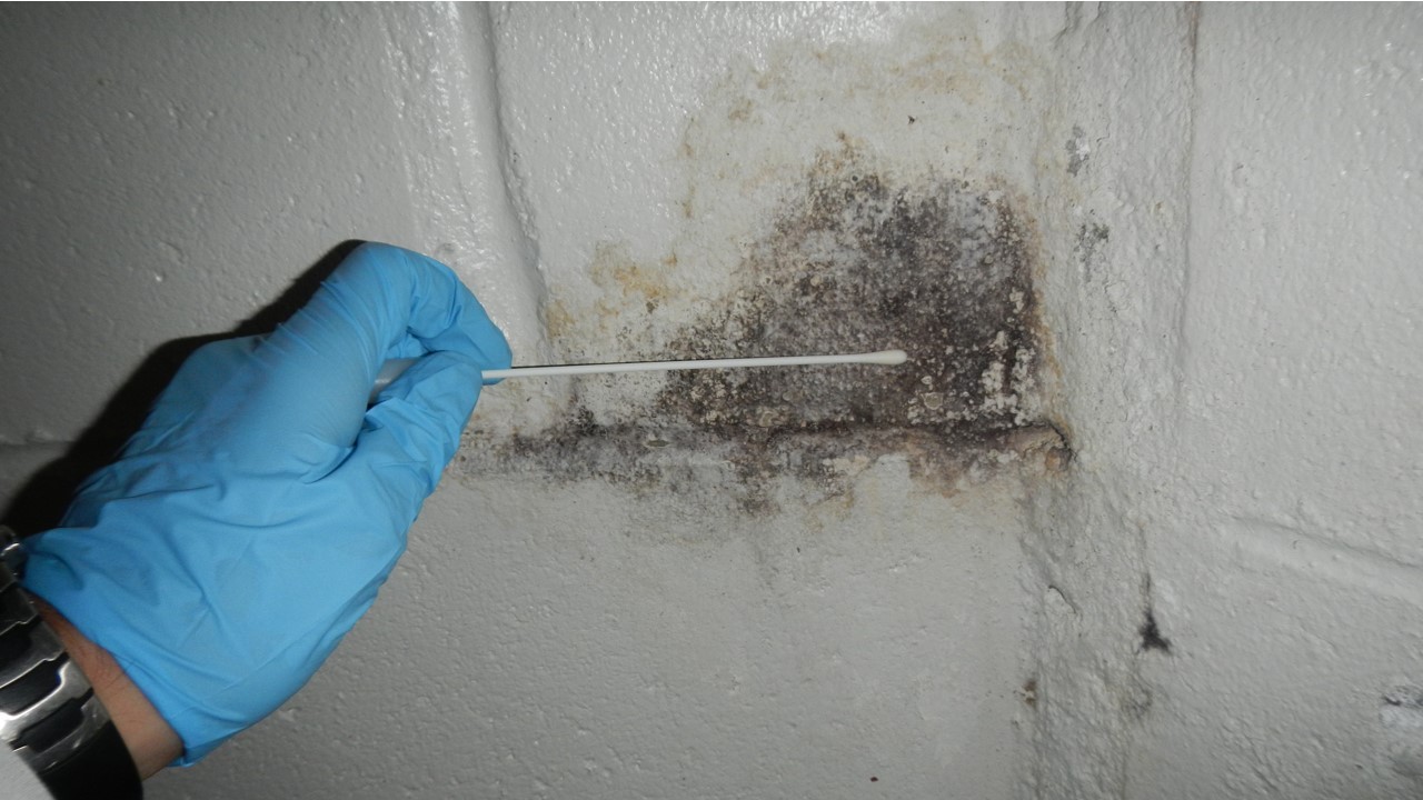 houston mold testing & mold inspections