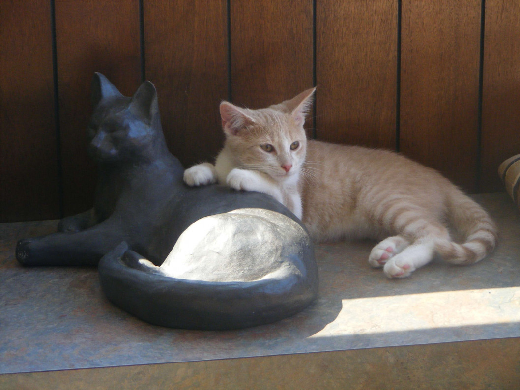 About Us  Davison Veterinary