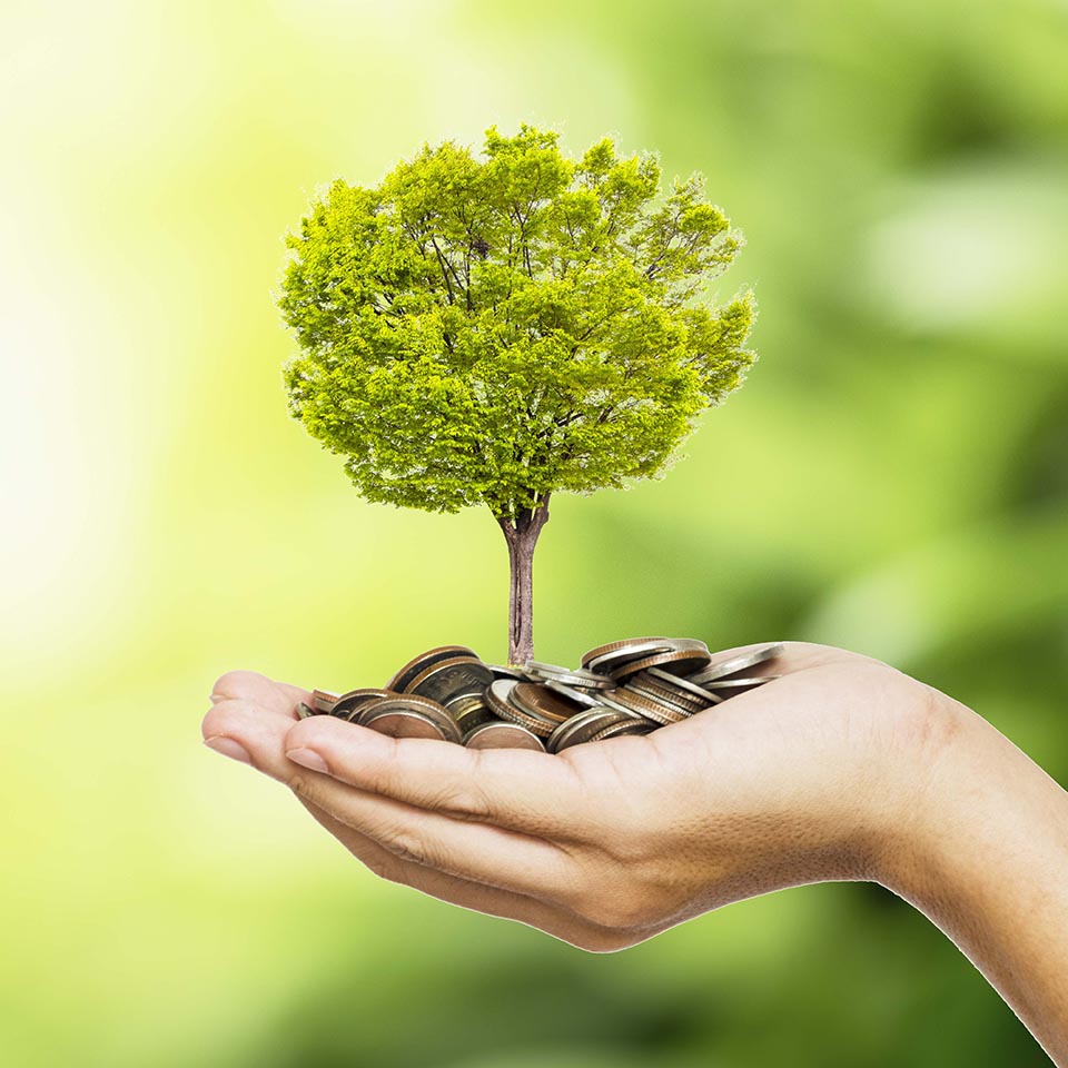 Money tree free added value