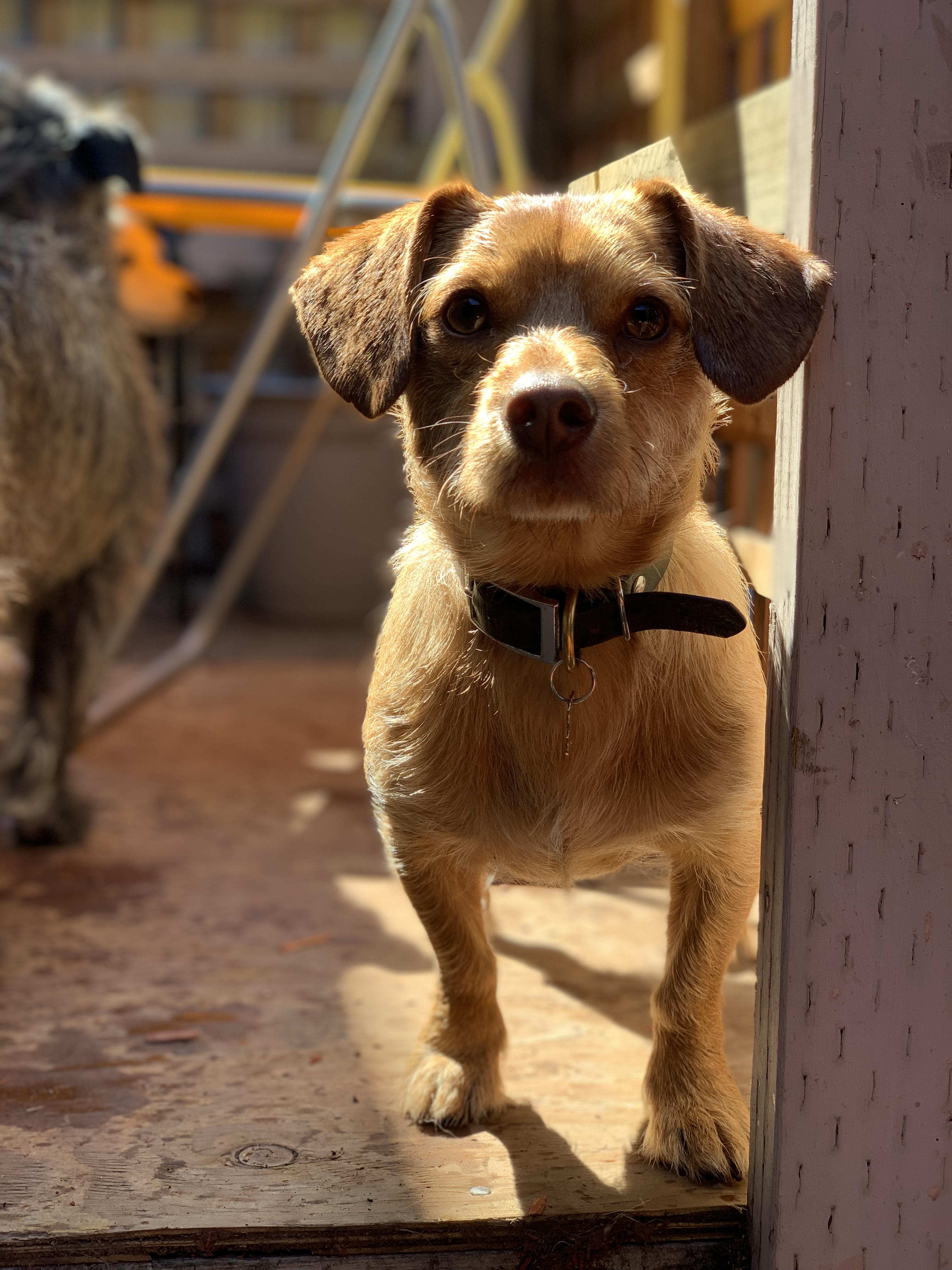 Furball Fitness Home