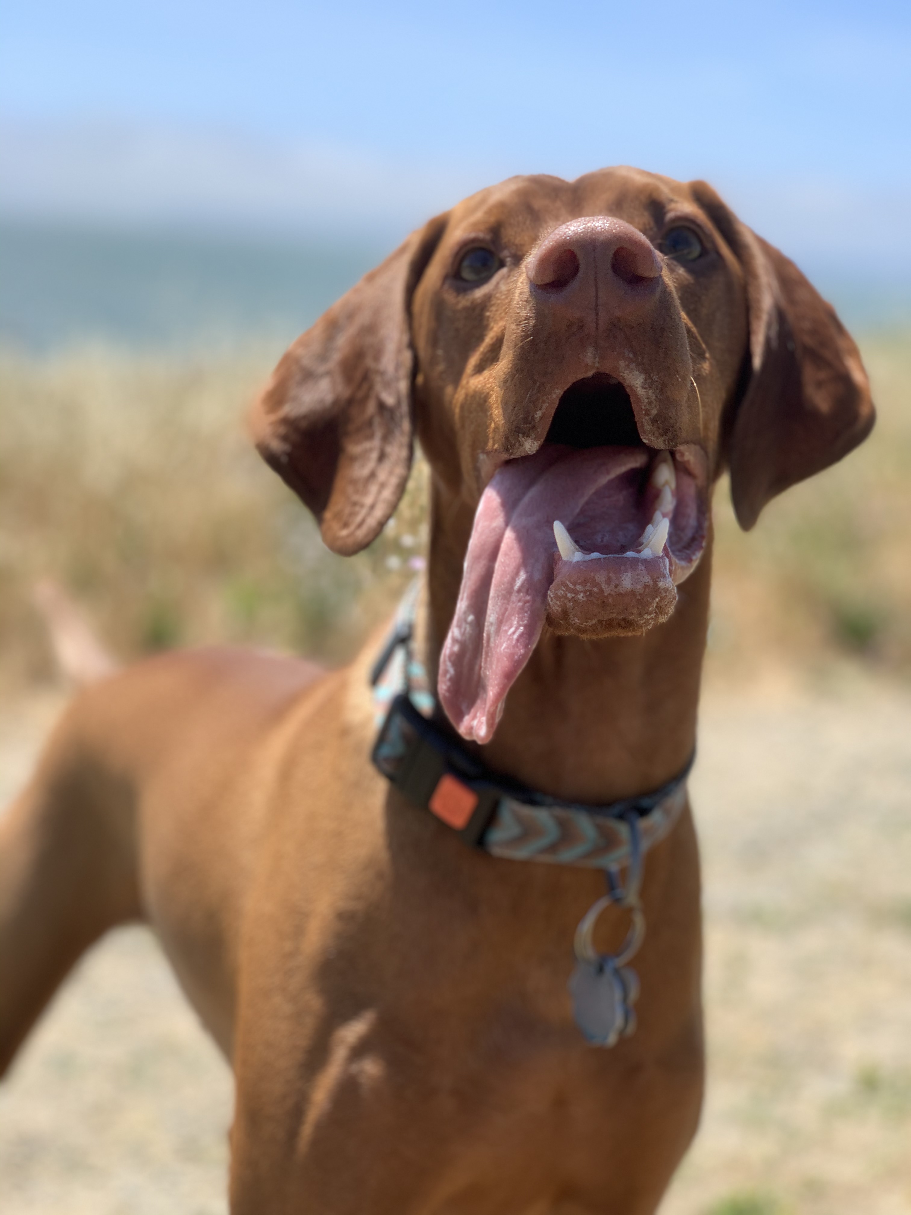 Furball Fitness Home