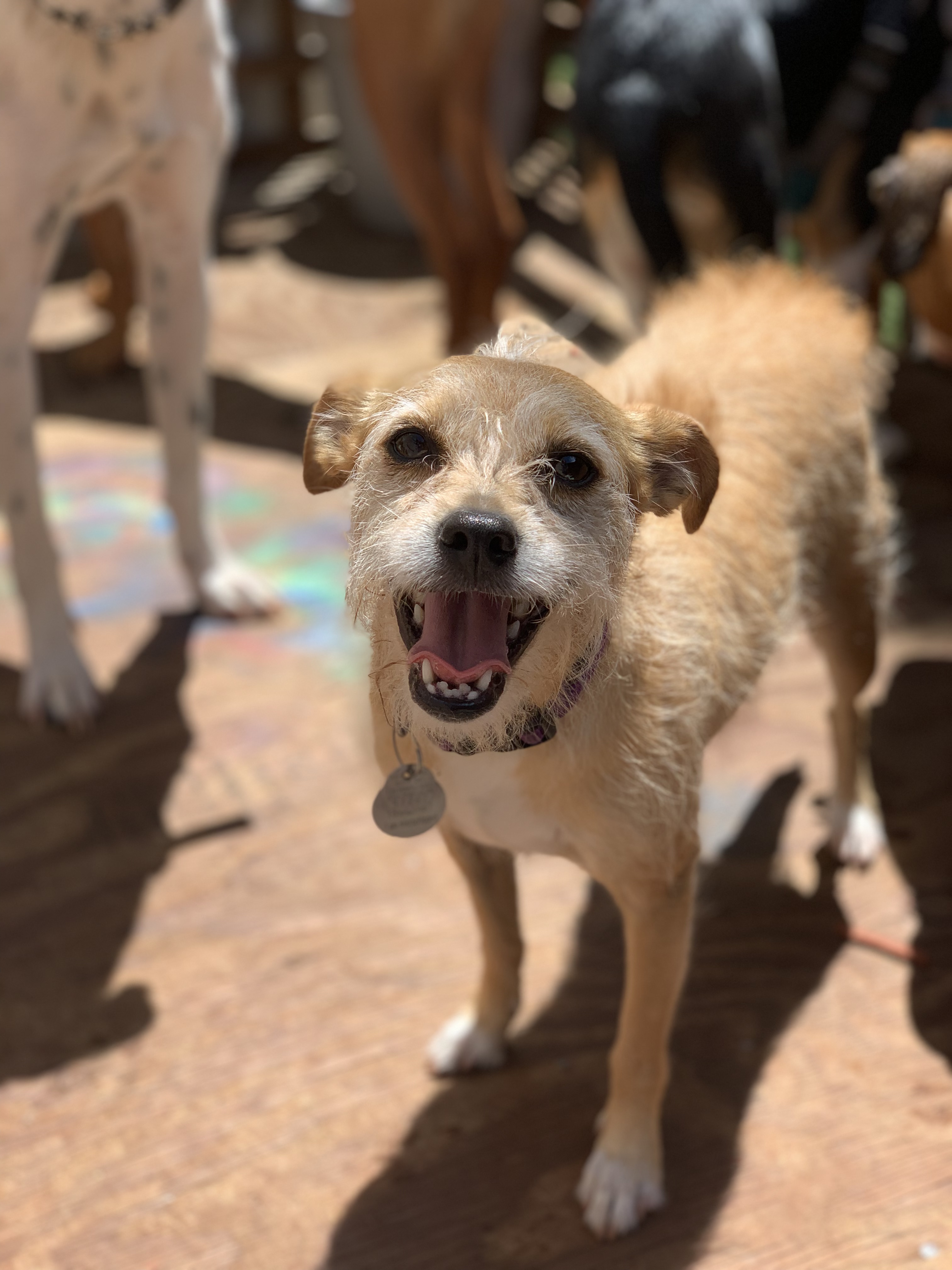 Furball Fitness Home